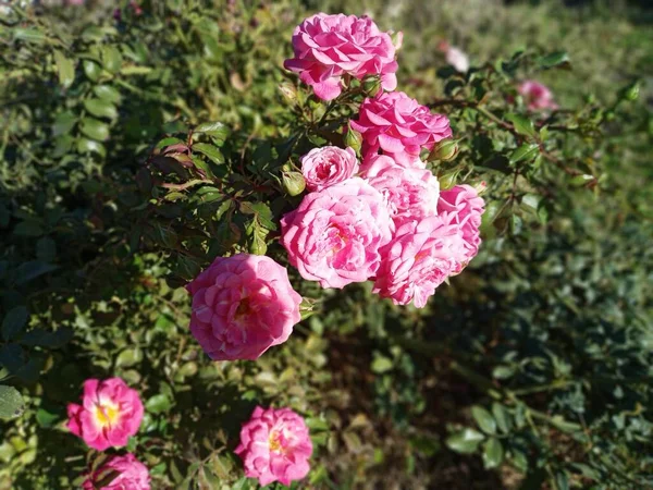 Kaunis Vaaleanpunainen Ruusuja Puutarhassa — kuvapankkivalokuva