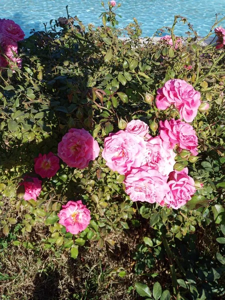 Hermosas Rosas Rosadas Frescas Están Cerca Piscina — Foto de Stock