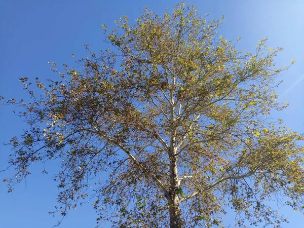 Beautiful Autumn Tree Tree Yellow Dry Leaves — Stock Photo, Image