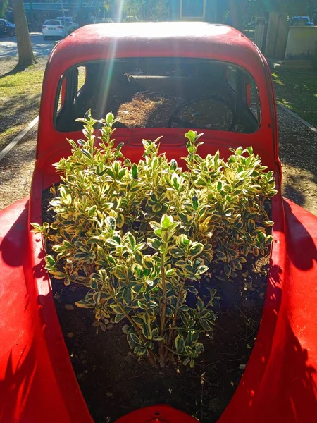 Plantas Bonitas Carro Vermelho Como Decoração — Fotografia de Stock