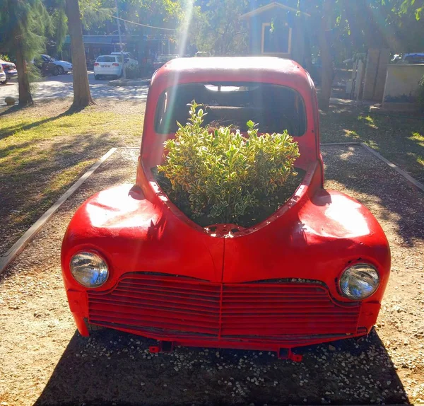Прекрасні Рослини Червоній Машині Творчий Декор Парку — стокове фото