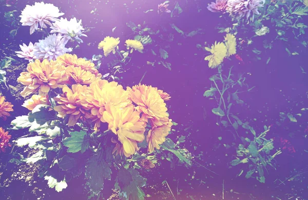 Belles Fleurs Dans Jardin Vue Cinématique — Photo