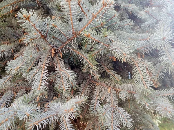 Treska Modravá Picea Pungens Smrkové Druhy Čeledi Pinaceae Pinaceae Výšky — Stock fotografie