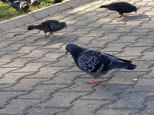 Des Pigeons Perchés Sur Sol Ils Cherchent Manger Zoomé Beaux — Photo