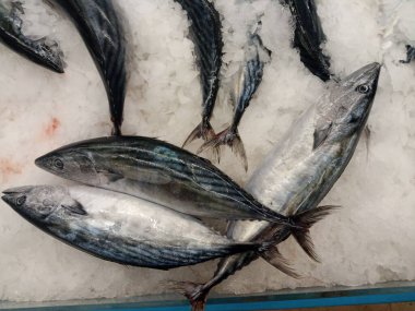 Tezgahta buzla bonito balığı.