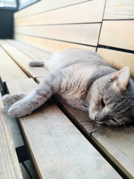 Gri Kedi Tahta Koltukta Yatıyor — Stok fotoğraf