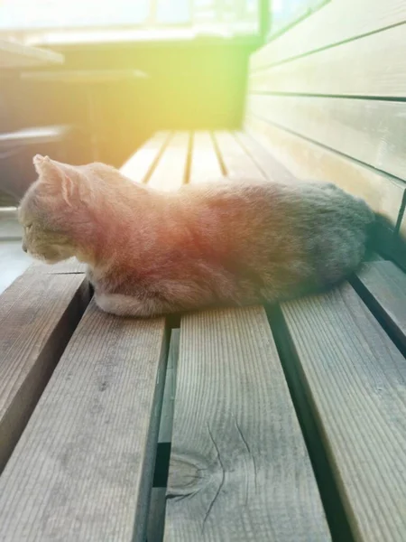 Gato Gris Acostado Madera Asientan — Foto de Stock