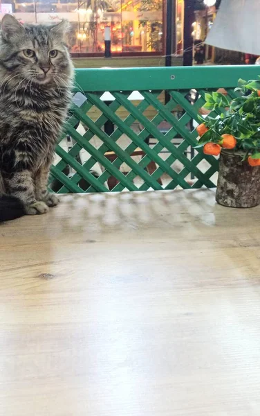 Gato Característico Gato Nobre Ela Está Mesa Como Chefe — Fotografia de Stock