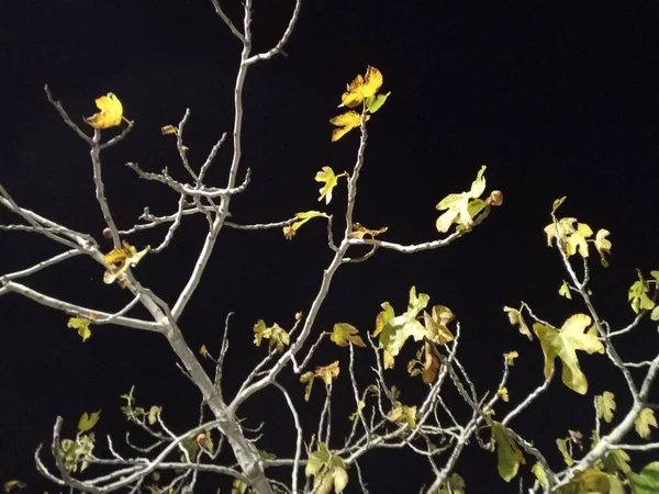 Uma Vista Árvore Noite Belo Tiro Nocturno Vista Incrível — Fotografia de Stock