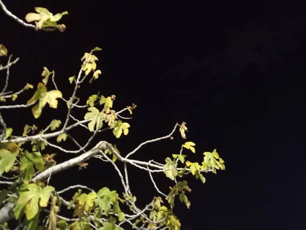 夜晚的树景 漂亮的夜间拍摄 树的枝条 — 图库照片
