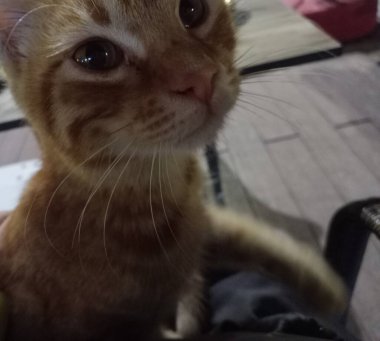 Şirin kedicik. Kedi portresi. Yakın plan..