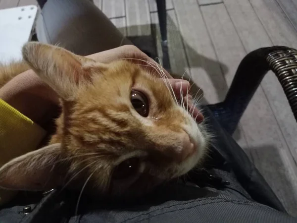 Şirin Kedicik Kucağındaki Kedi — Stok fotoğraf