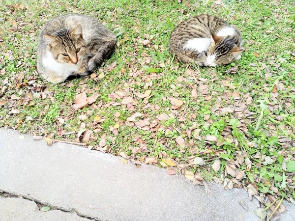 Γάτες Που Κείτονταν Στο Έδαφος — Φωτογραφία Αρχείου