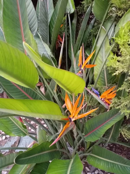 ミニクランの花 女王の鳥の楽園 植物名 ストレリッツァ レジーナ Strelitzia Reginae トルコ語名はStarlice トップ表示 — ストック写真