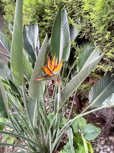 Mini Craneflower Oiseau Paradis Reine Nom Botanique Strelitzia Reginae Nom — Photo