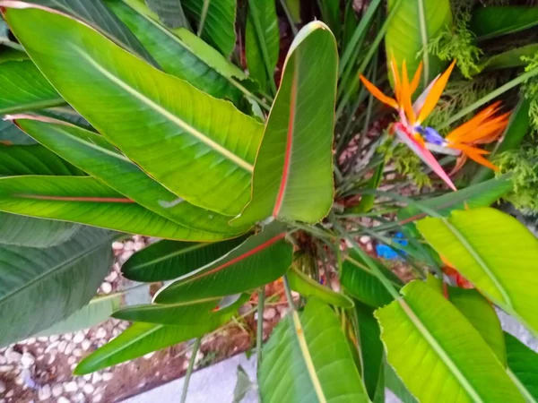 Mini Craneflower Oiseau Paradis Reine Nom Botanique Strelitzia Reginae Très — Photo