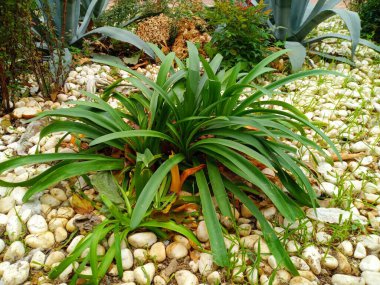 AGAPANTHUS AFRİKANUS Mavisi. Türkçe adı Mavi Sevgi Cicegi. Bahçedeki güzel bitki.