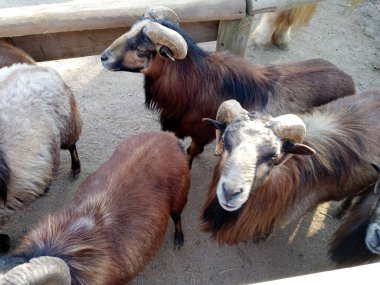 Güzel kahverengi koçlar. Hayvan suratlı. Yakın çekim..