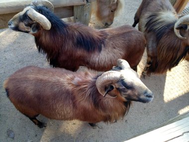 Harika kahverengi koçlar. Üst görünüm.