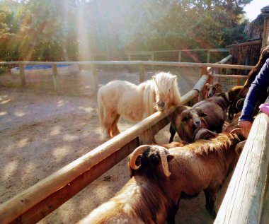Güzel sarı midilli ve koçlar.