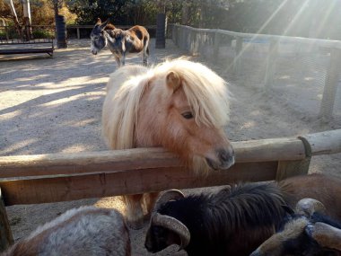 Güzel sarı midilli, koçlar ve eşek.