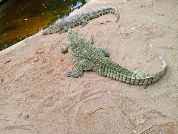Beautiful crocodiles. Amazing view of alligators. Scary animals.
