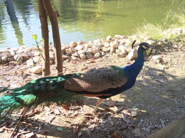 Beautiful peacock in the nature. Nice view.