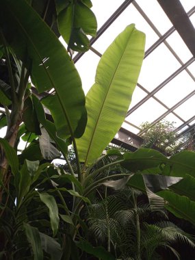 Beautiful plants in the tropical garden. Texture of leaf.