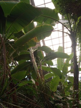 Beautiful plants in the tropical garden. Big leaves.