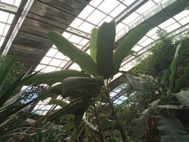 Plants in the tropical garden. Very nice plants.