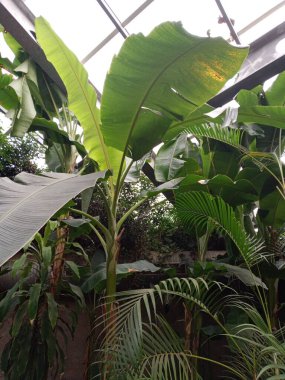 Plants in the tropical garden. Closeup.