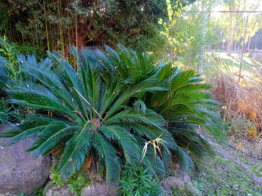 Beautiful plants in the nature.