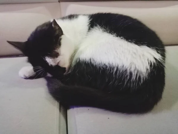 Gato Adormecido Sofá Gato Preto Branco — Fotografia de Stock
