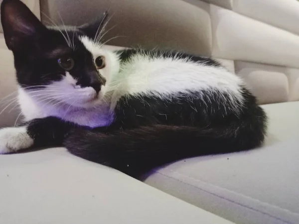 Schwarz Weiße Katze Auf Dem Sofa Schöne Katze — Stockfoto