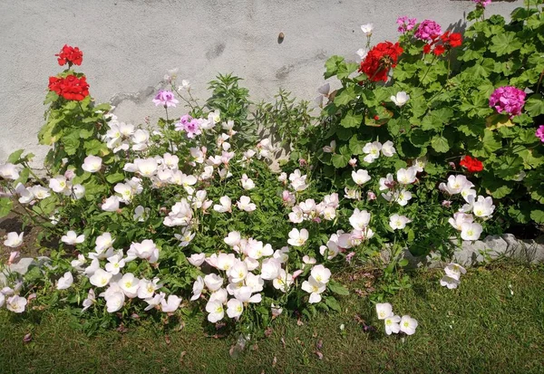 Vackra Blommor Trädgård Vårtid — Stockfoto