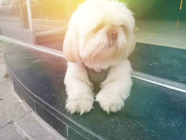 The name Shih Tzu means little lion, but theres nothing fierce about this dog breed. This pooch is a lover, not a hunter. Beautiful white dog.