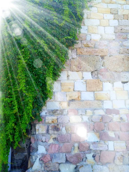 Stenen Muur Klimop Met Speciale Lichteffecten — Stockfoto