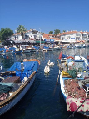 Balıkçı tekneleri, balık restoranları, kafeler ve pelikanlar. Küçük Foca kasabası İzmir 'e yakındır. Ege.