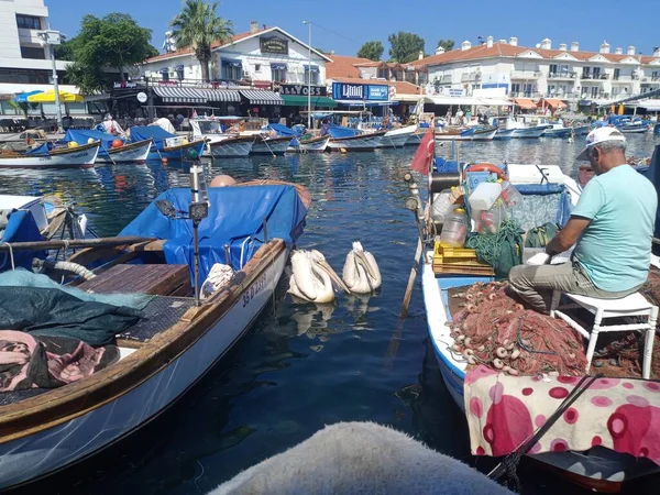 Ντόπιος Ψαράς Καθαρίζει Δίχτυ Υπάρχουν Δύο Πελεκάνοι Στη Θάλασσα Πελεκάνοι — Φωτογραφία Αρχείου
