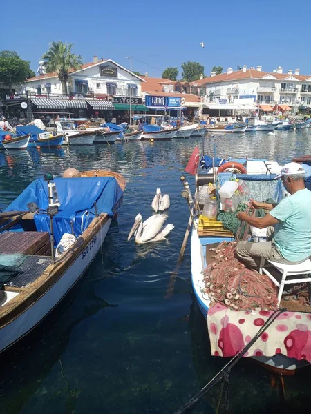 Местный Рыбак Очищает Рыболовные Сети Море Два Пеликана Фока Измир — стоковое фото