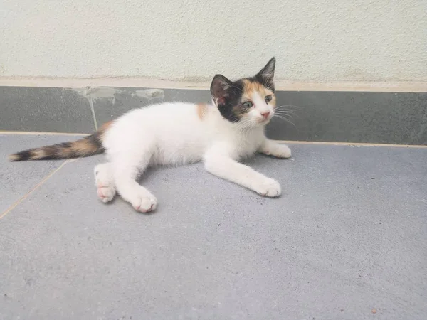 Yerde Yatan Sevimli Kedi Yavrusu — Stok fotoğraf