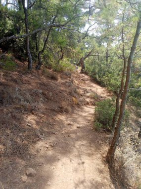 Ormanda bir ağacı olan güzel bir manzara..