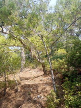 Kabak Vadisi Fethiye 'de güzel ağaçlar