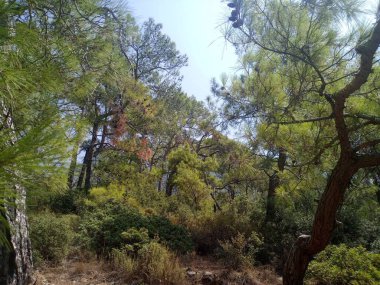 Kabak Vadisi 'ndeki muhteşem orman Fethiye-Türkiye