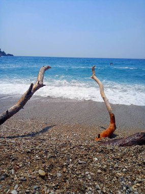 Ağaç dalları ve deniz manzarası. Güzel sahil.