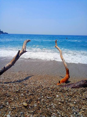 Ağaç dalları ve deniz manzarası.