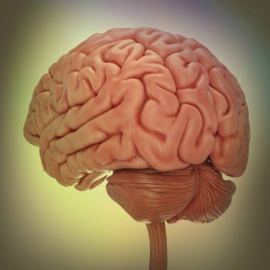 İnsan beyni formunda beyin, tıbbi çizimler.