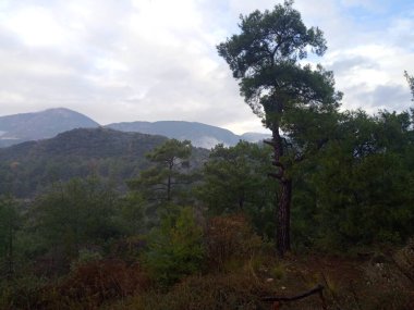 Orman ve dağlar. Güzel manzara