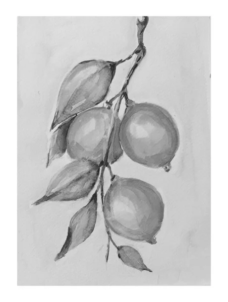 植物の手描き水彩画 イラストアート — ストック写真