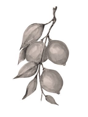 Elle çizilmiş limon boyası, resim sanatı.